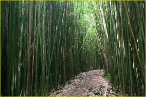 Bamboo forest, Oheo Gulch, Haleakala National Park, Maui