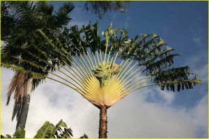 A fan palm