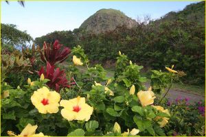 Yellow hibiscus near Kahakuloa Head, Maui