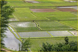 Taro fields near Hanalei, Kauai