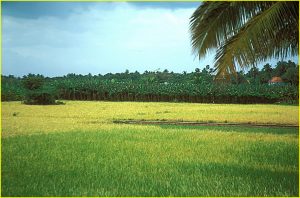 Landscape near Cape Comorin, Tamil Nadu