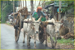 Ox cart