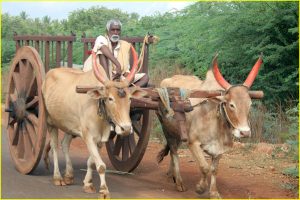 Another ox cart