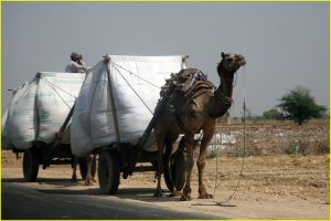Ships of the asphalt desert in Rajasthan
