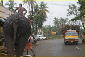 Elephant on a Kerala road