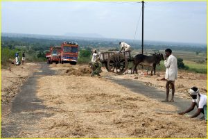 Threshing a crop (on a cheap, using road traffic)