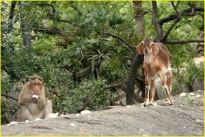 Sharing a meal (from tourists) in Mamallapuram, Tamil Nadu
