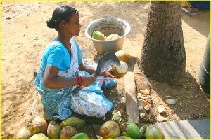 Coconut drink straight from the tree