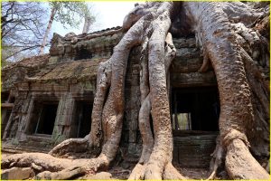 Crocodile Tree at Ta Prohm, Cambodia
