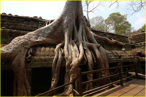 Waterfall Tree at Ta Prohm, Cambodia