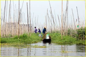 Floating gardens of Intha people on Inle Lake, Myanmar