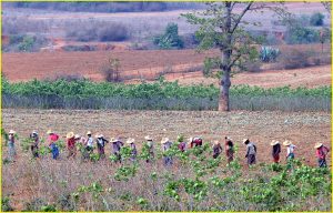 Communal agriculture near Pindaya, Myanmar