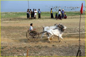 Country fair with buffalo racing competition, Amarapura, Myanmar