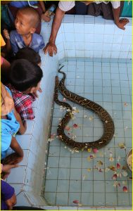 Daily ritual of washing and feeding resident pythons at Hmwe Paya (Snake Pagoda) in Paleik near Mandalay, Myanmar