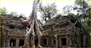 Crocodile Tree in Ta Prohm temple in Angkor, Cambodia