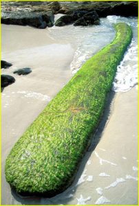Sea log