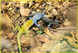 Lizzards at play (?)