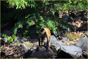Monkey Island in Las Isletas near Granada