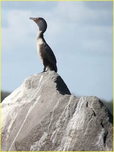 A bird on Lago Nicaragua
