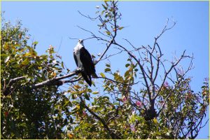 A bird on Lago Nicaragua