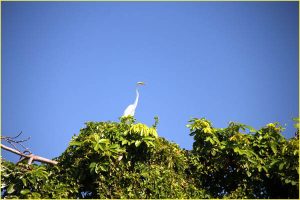 Crane on Lago Nicaragua