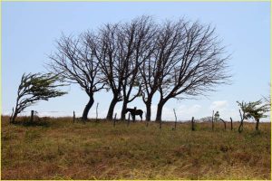 Nicaraguan countryside