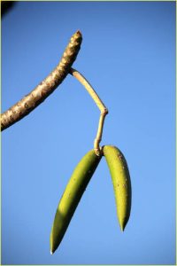 Banana- shaped fruit