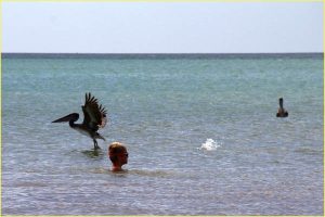 With pelicans in San Juan del Sur