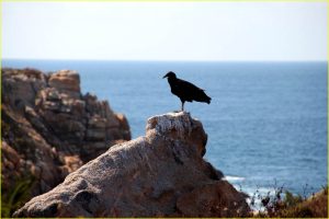 A vulture on the Pacific coast