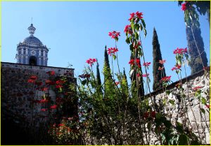 Church garden in Ocotlan, Oaxaca