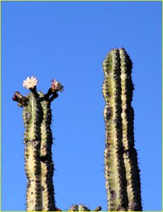 Cacti in bloom