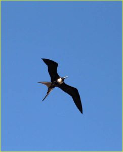 In flight