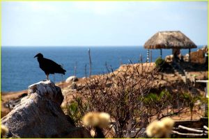 A vulture on the Pacific coast