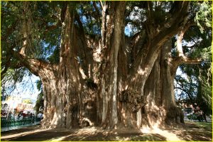 Giant Montezuma cypress, the largest tree in the world (in trunk thickness, 11 m in diameter) located in El Tulle, Oaxaca