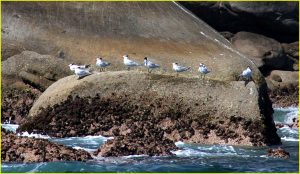 On the Pacific coast