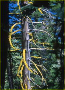 Tree Lichens, Crater Lake National Park