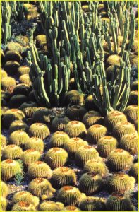 Cactus Garden, Getty Museum, Los Angeles