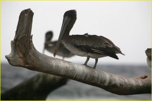 Inhabitants of San Blas