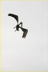 Pelican eyeing a meal