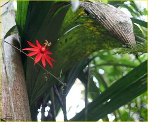Jungle flower, Darien Province