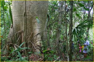 Base of Baobab tree, Darien Province