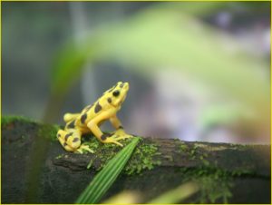 Endangered Golden Frogs in El Valle, Cocle Province