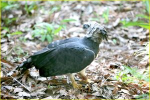 Endangered Harpy Eagle, Summit Botanical Gardens