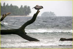 Pelican on a Carribean beach