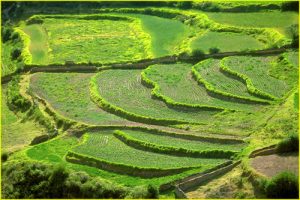 Terraces near Huambo originating in Inca times