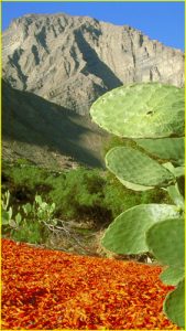 Drying peppers in Canco, Colca Canyon