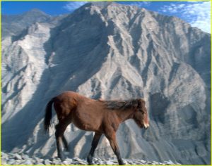 In Colca Canyon