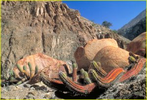 Cacti in Colca Canyon