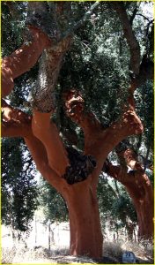 Cork trees, Alentejo