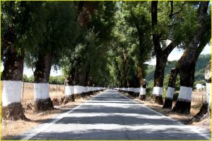 A road in Alentejo